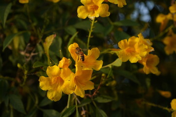 Tecoma stansThis beautiful ornamental shrub is also used in cooking and medicine