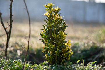 Ornamental plant, boxwood, in the garden early in the morning.
