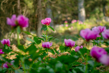 Fototapeta premium Peonias (Paeonia broteri) en el bosque - Cazorla, España / Peony in the forest