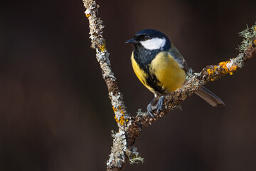 Carbonero común (Parus major) en posadero III