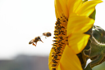 honey bee pollinating sunflower plant on sunny day in spring time