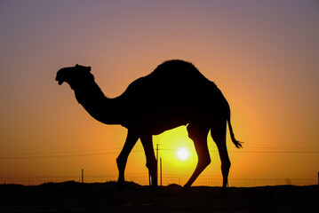 Silhouette of a stallion camel just before sunset in the desert
