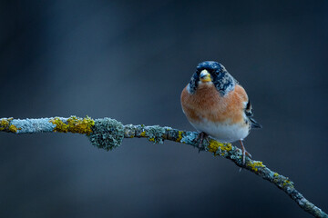 Pinzón real macho (Fringilla montifringilla) sobre posadero VI