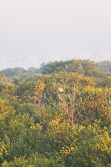 two turtle doves sitting on a branch with blue skies in the background and green mangrove trees...