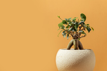A little tree shaped bonsai plant in a beige clay pot on a brown background.