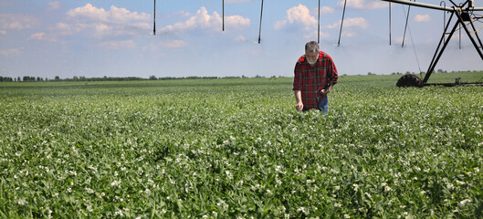 Farmer or agronomist examining pea field with irrigation system