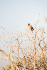 common myna bird sitting on a branch of the leafless tree with blue skies in the background in the mangrove forest