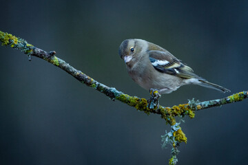 Pinzón vulgar hembra (Fringilla coelebs) sobre posadero I 