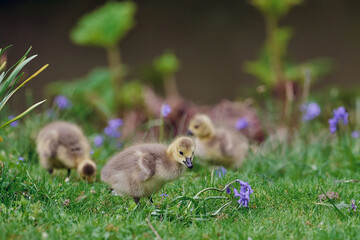 baby goslings walking in the grass with bluebells