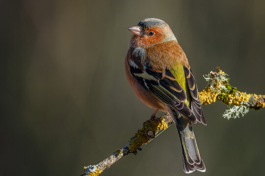Pinz&oacute;n vulgar macho (Fringilla coelebs) sobre posadero I 