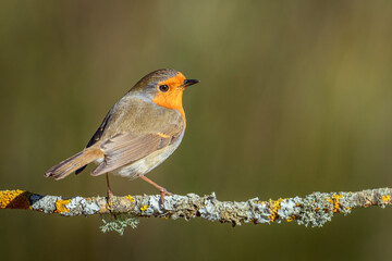 Petirrojo europeo (Erithacus rubecula) en posadero V