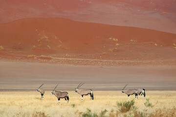 Fototapeta na wymiar A small herd of Gemsbok, Oryx, with red dune in Sossusvlei, Namibia