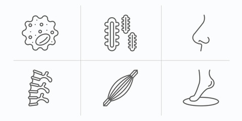 human body parts outline icons set. thin line icons such as basophil, three bacteria, e side view, human spine, human muscle, foot side view vector.