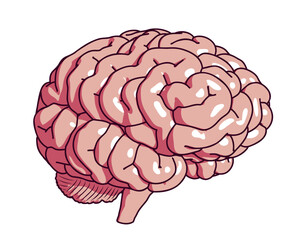 Isolated Vector Pink Human Brain, Cartoon Style, Half Turn View