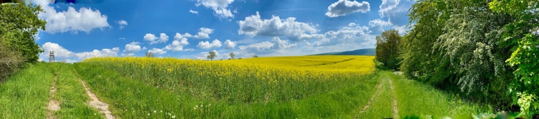 Obraz premium Eine Wanderung um Sondershausen, blühende Felder voller Raps