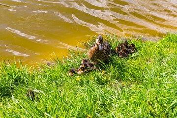 Ivanovskie Ponds - a large city park with a large pond in Krasnogorsk, Moscow region, Russia. Large duck family