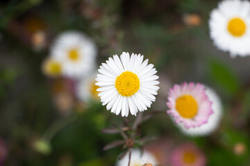 Obraz premium Spanish Daisy Flower