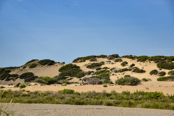 mare