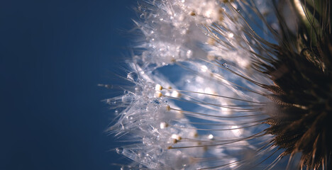 Macro photo of a fluffy dandelion flower, seed legs with hooks on a dark blue background.