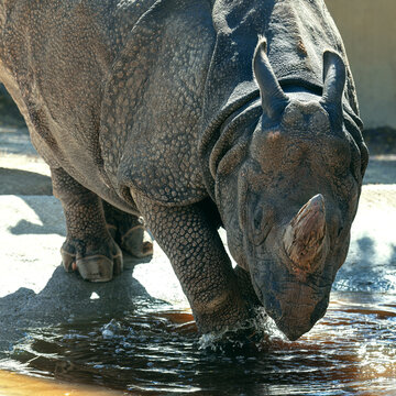 Indian Rhinoceros . Greater one-horned rhinoceros . Rhino Unicorn