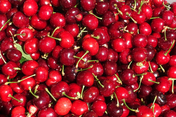 Close up of pile of ripe cherries with stalks and leaves. Large collection of fresh red cherries. Ripe cherries background.
