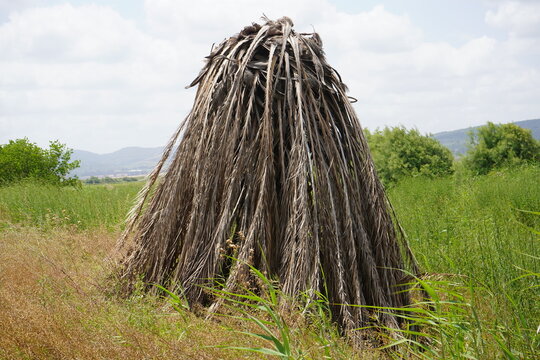 Dried palm tree turned into a pointed hut.Israeli valley.Near the Kishon river