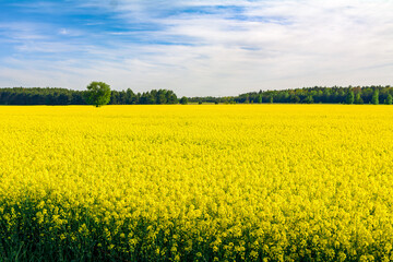 widok na kwitnące pole rzepaku © robert6666