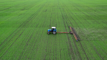 The tractor processes the soil in an agricultural field with green winter crops. Aerial view. Young wheat.