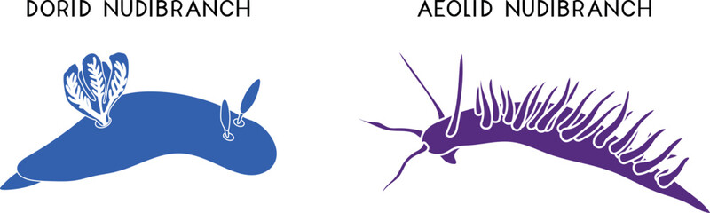 Types of nudibranchs: aeolid nudibranch and dorid nudibranch. Educational material for biology lesson. Silhouettes of aeolid nudibranch and dorid nudibranch.