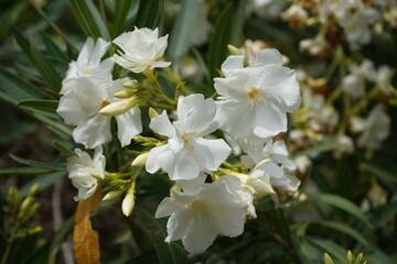 Oleander is a beautiful ornamental shrub.rRed ,pink ,white flowers attract attention from afar.In Israel, this plant can be seen everywhere