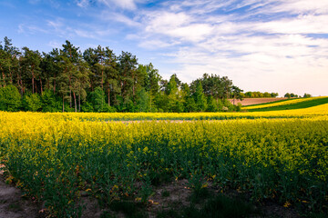 widok na kwitnące pole rzepaku © robert6666