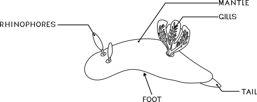 Coloring page with external anatomy of dorid nudibranch. Structure of sea slug for biology lessons	