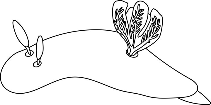 recommend clip art: Coloring page with dorid nudibranch isolated on white background