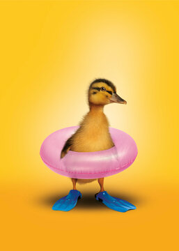 Webbed duck and his buoy