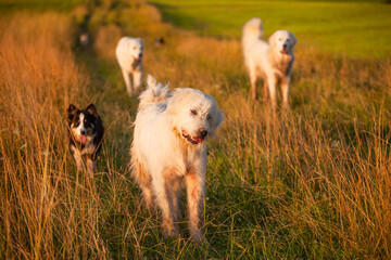 Kacwin i okolice - Bacówka i krajobraz Spiszu. Psy biegające po zielonych polach na tle gór.
