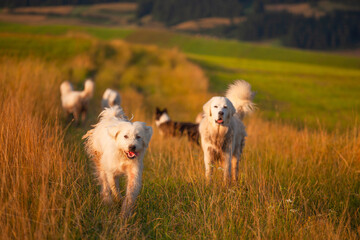 Kacwin i okolice - Bacówka i krajobraz Spiszu. Psy biegające po zielonych polach na tle gór.