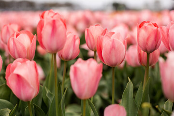 Springtime Pink Tulips in field 