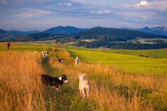 Kacwin i okolice - Bac&oacute;wka i krajobraz Spiszu. Psy biegające po zielonych polach na tle g&oacute;r.