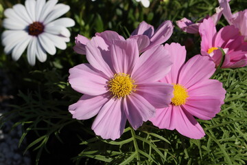 Obraz premium Sweden. Cosmos bipinnatus, commonly called the garden cosmos or Mexican aster, is a medium-sized flowering herbaceous plant in the daisy family Asteraceae, native to the Americas. 