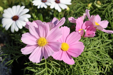 Sweden. Cosmos bipinnatus, commonly called the garden cosmos or Mexican aster, is a medium-sized flowering herbaceous plant in the daisy family Asteraceae, native to the Americas. 
