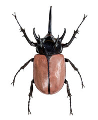 Five-horned rhinoceros beetle on transparent background