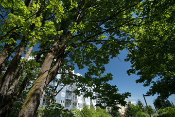 Fototapeta premium Large maple trees framing new apartment buildings in Redmond town center - 1