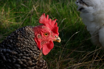 Wild chickens among holm oaks in a meadow in Extremadura. Spain