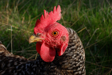 Wild chickens among holm oaks in a meadow in Extremadura. Spain