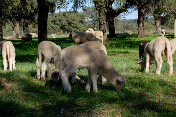 Lambs among holm oaks in a pasture in Extremadura. Spain