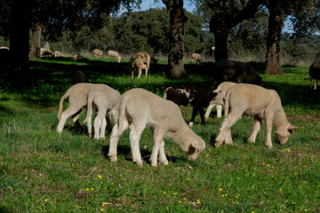 Fototapeta premium Lambs among holm oaks in a pasture in Extremadura. Spain