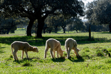 Obraz na płótnie Canvas Lambs among holm oaks in a pasture in Extremadura. Spain