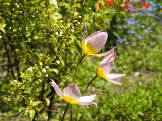 wild steppe tulips