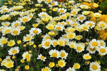 Autumn bloom of chrysanthemum