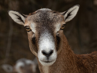 Portrait of a French Moufflon